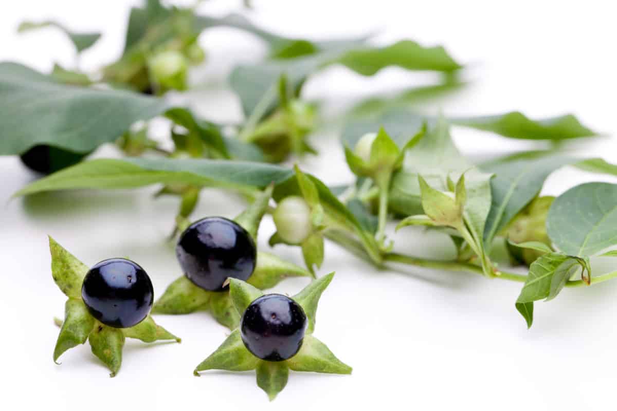 Belladonna Homöopathie » Fieber » Grippaler Infekt » Kopfschmerzen Erfahre mehr über Belladonna und die heilende Wirkung bei Krankheiten wie Fieber, Grippaler Infekt und Kopfschmerzen. Fotolia © unpict