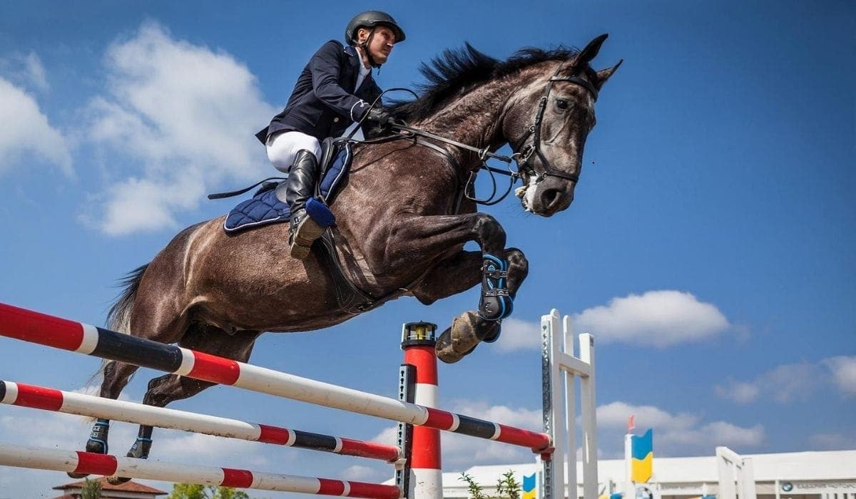 Horse Jumping Barrier in a competition