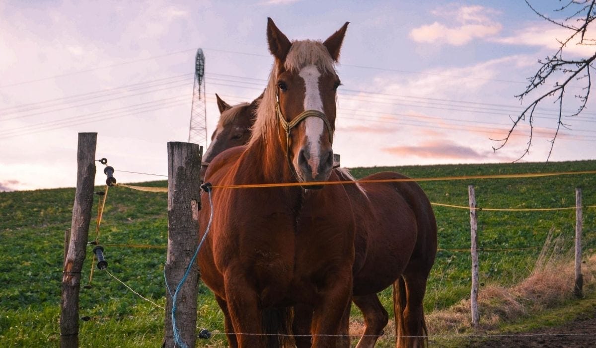 horse inside the fence