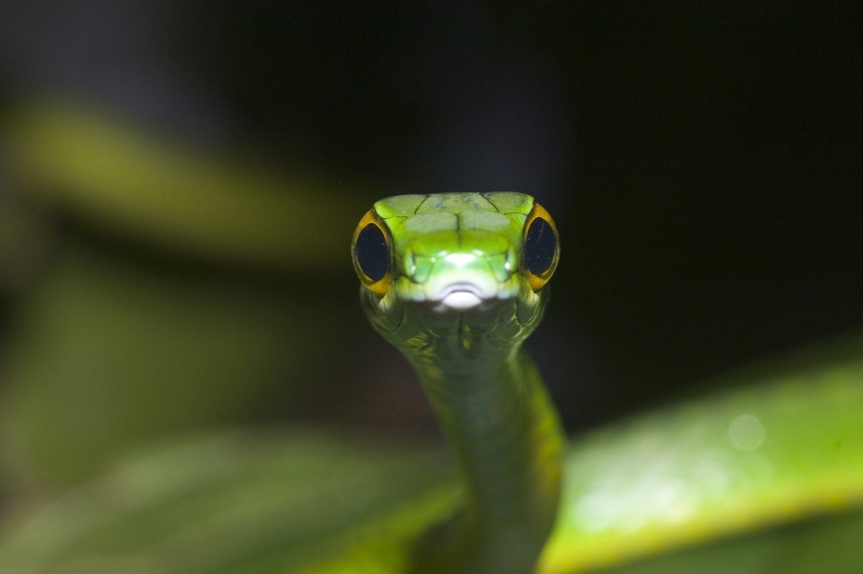 green-snake-1561113-1279×852 Horvi-Therapie 1