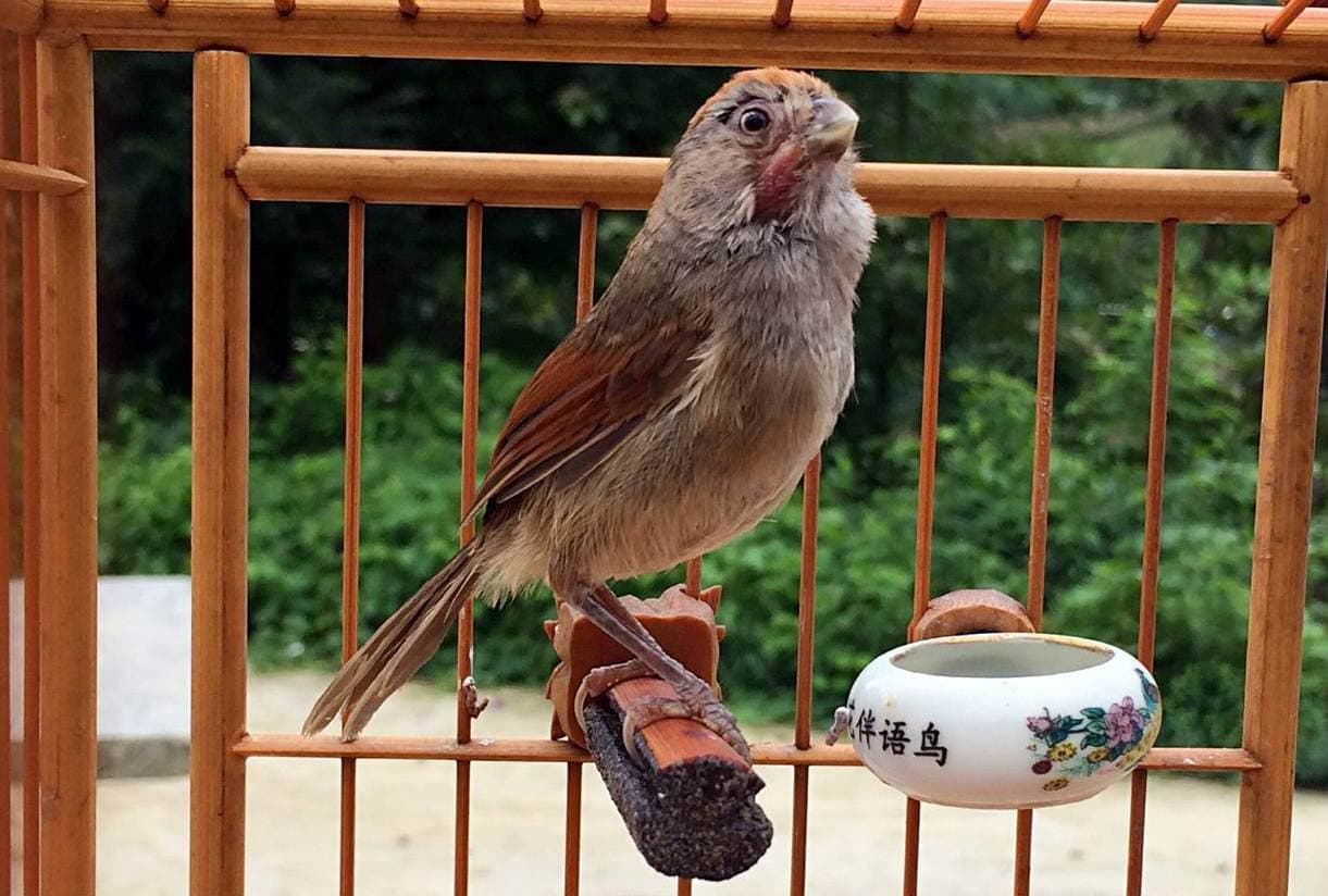 Burung huang teng yang popular diChina sebagai burung kicauan dan burung aduan