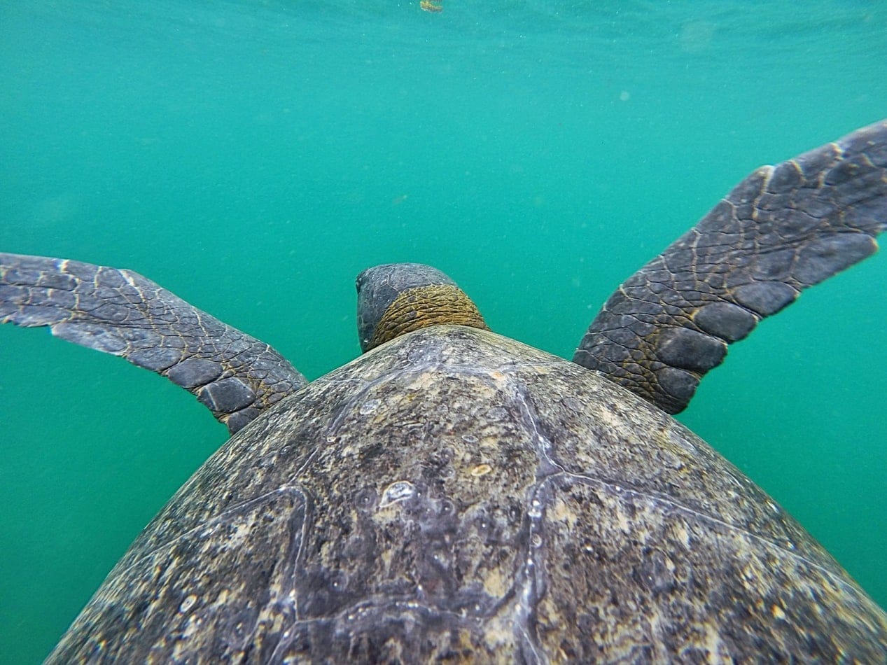 Sea turtle 1