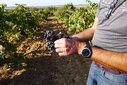 naturviner