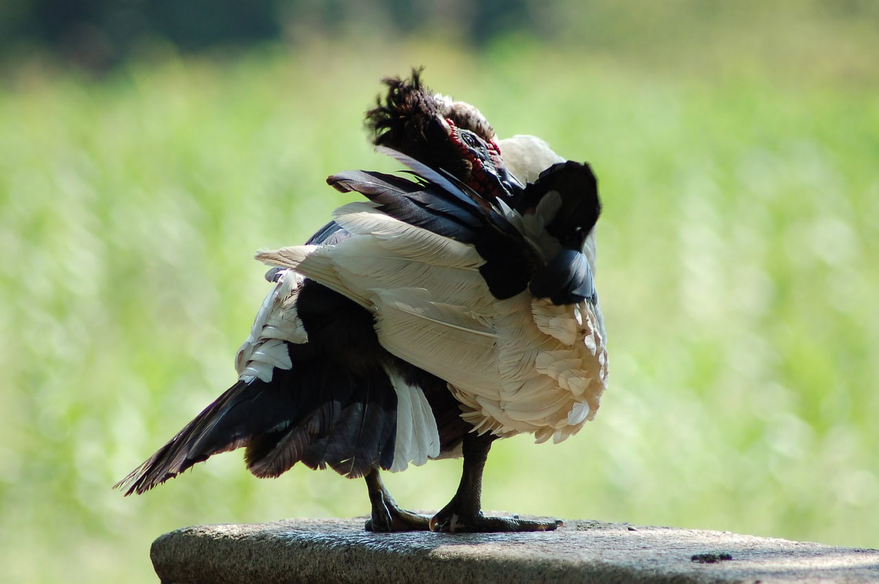 Ternak bebek cepat membesar