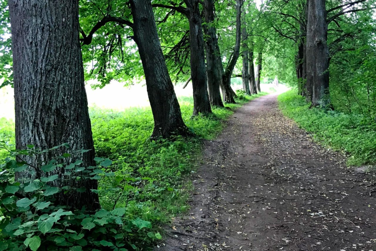 Alley with old linden trees in Meadow Park, Peterhof, Russia