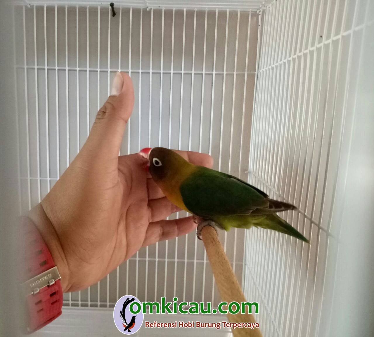 lovebird Laras