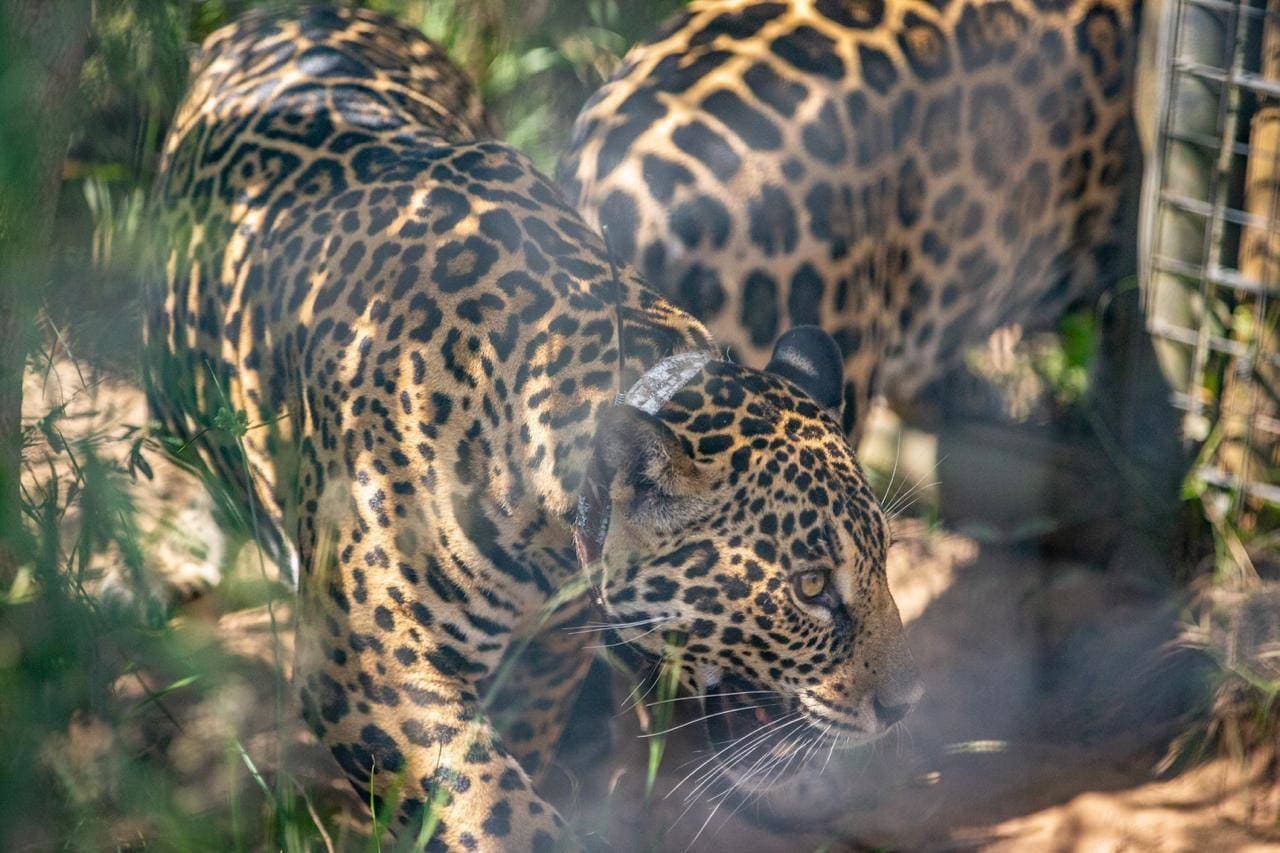 Juruna and Mariua Exploring their new'territory'
