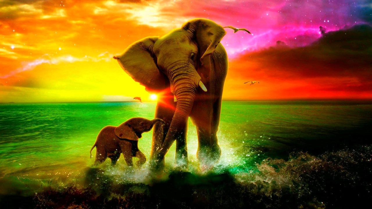 Elephant Wallpapers 1280x720 Volganga