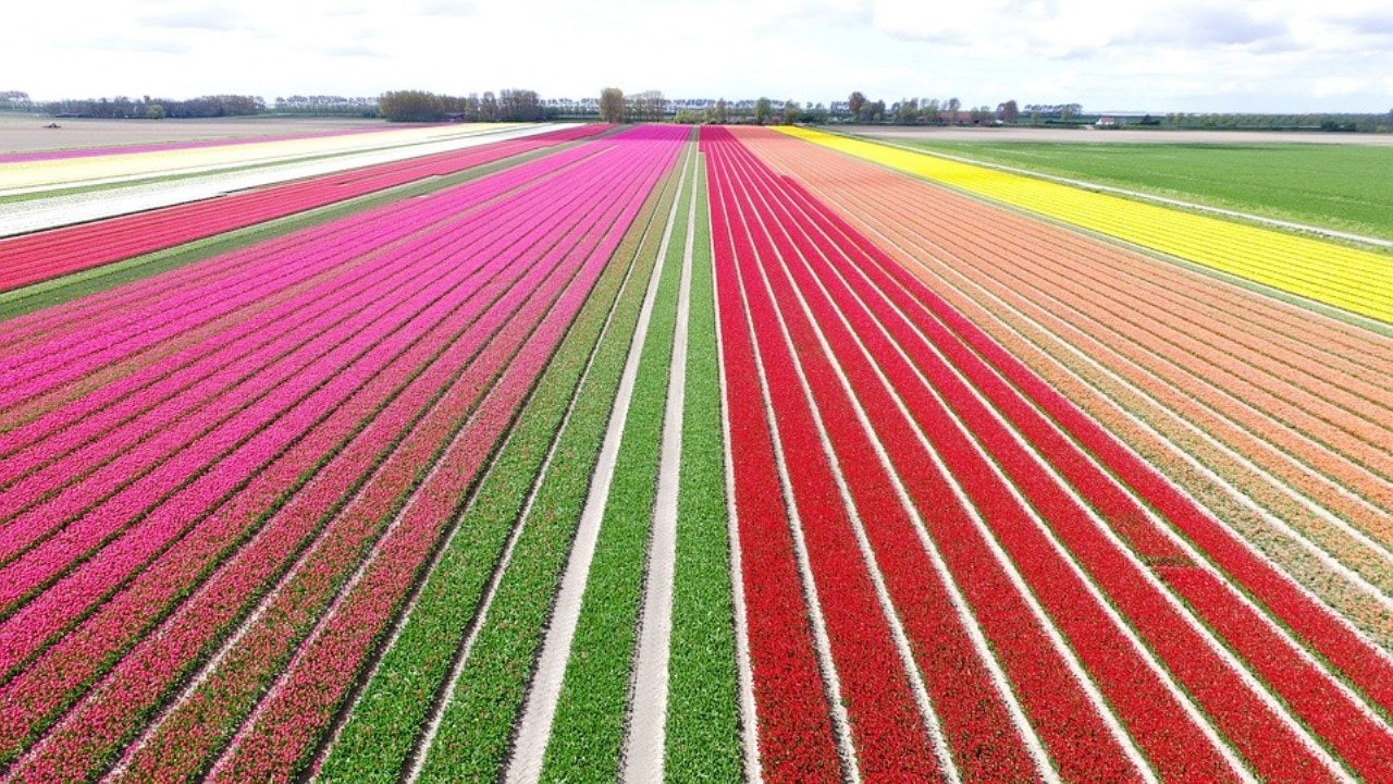 Tulpenfeld Niederlande
