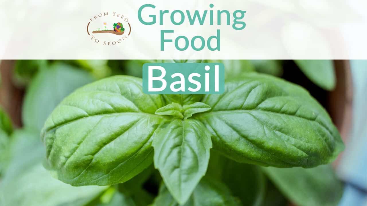 Basil How To Grow And When To Plant In Your Backyard Or Patio