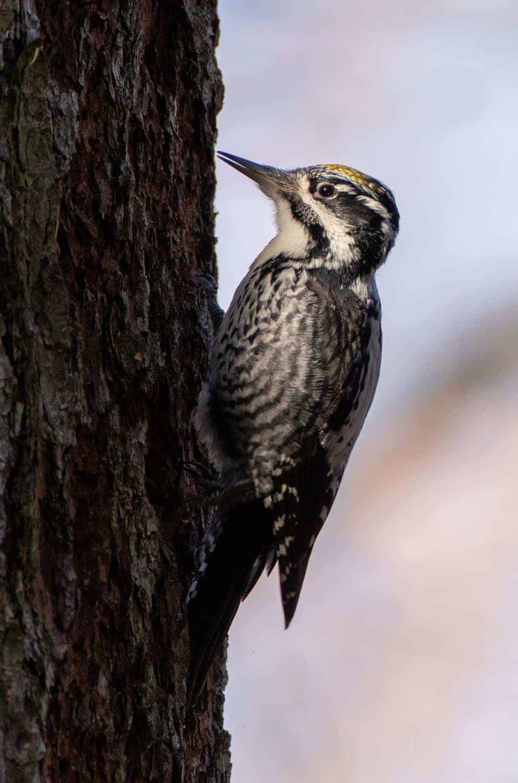 Woodpeckers In New York 9 Species You've Got To See