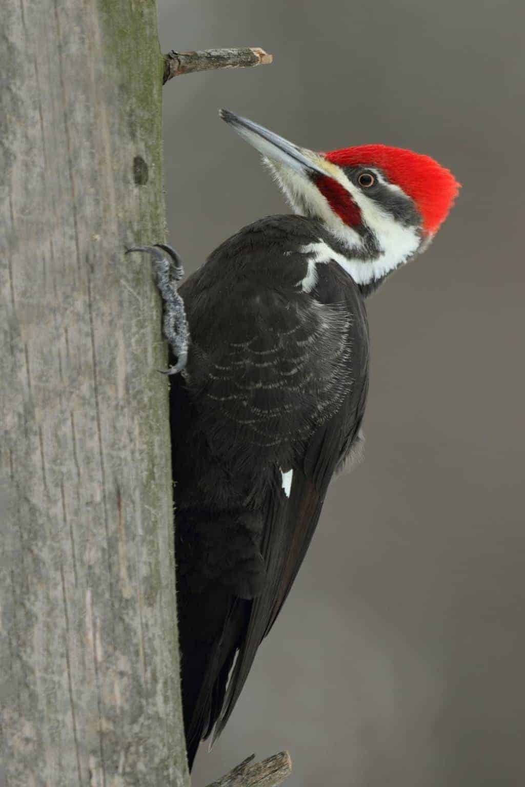 7 Most Stunning Woodpeckers In Indiana To Look For Wild Bird Scoop