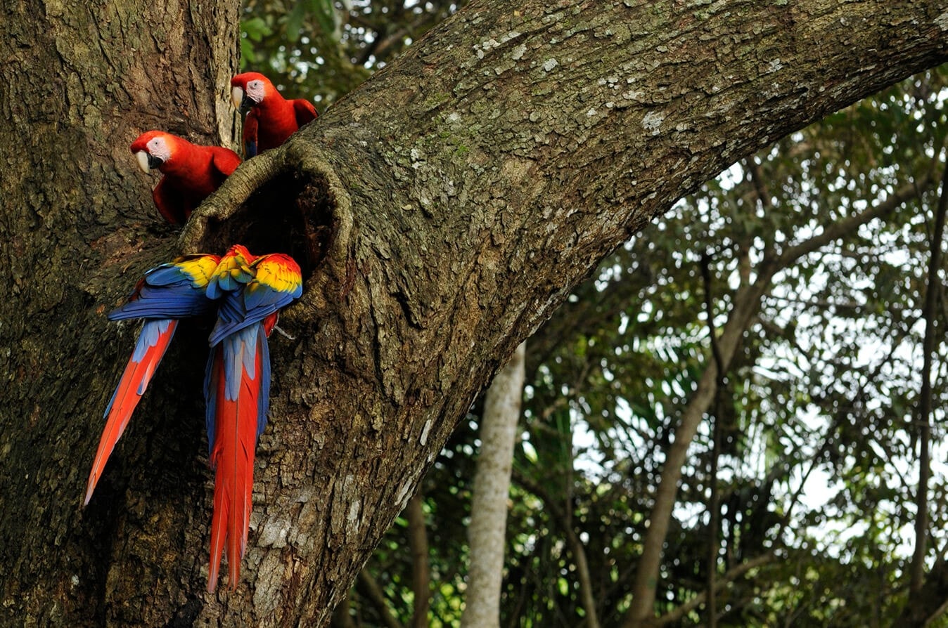 Macaw conservation NATUWA Costa Rica.