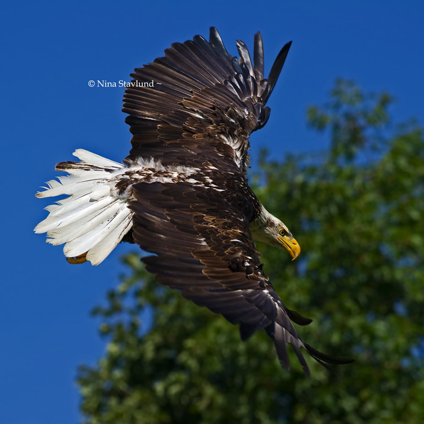 bald eagle nina stavlund bald eagle nina stavlund