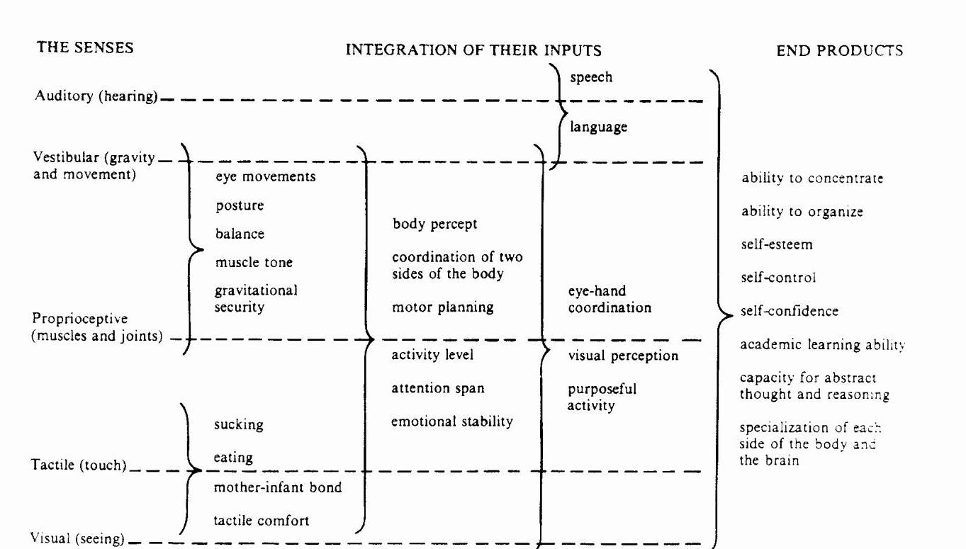 Sensory Integration Theory Sensory Processing: What #39 s the Difference?