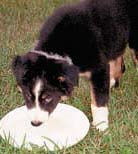 Puppy Drinking