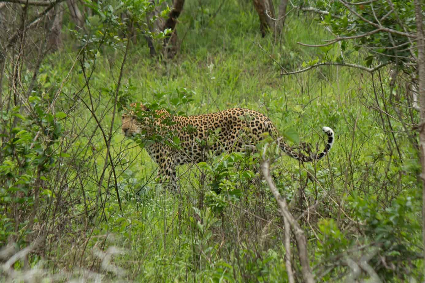 Leopard @ Eastern Shores - iSimangaliso Wetland Park. Photo: Håvard Rosenlund Leopard @ Eastern Shores - iSimangaliso Wetland Park. Photo: Håvard Rosenlund