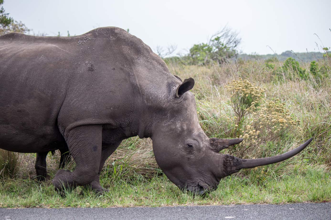 White Rhino Female @ iSimangaliso Westland Park. Photo: Håvard Rosenlund White Rhino Female @ iSimangaliso Westland Park. Photo: Håvard Rosenlund