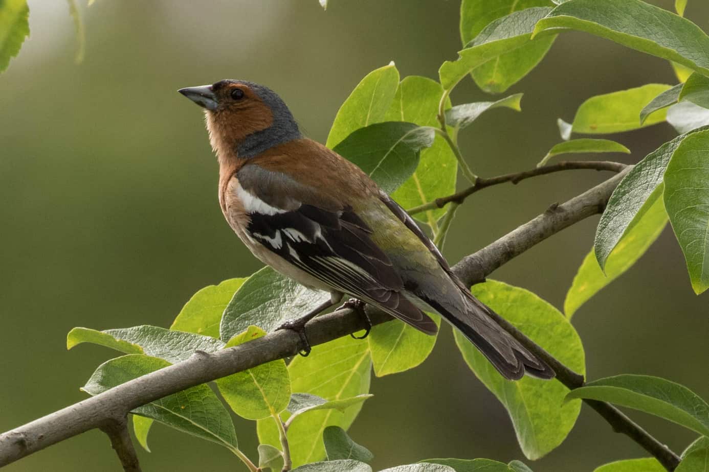 Common Chaffinch @ Nittedal, Norway. Photo: Håvard Rosenlund Common Chaffinch @ Nittedal, Norway. Photo: Håvard Rosenlund