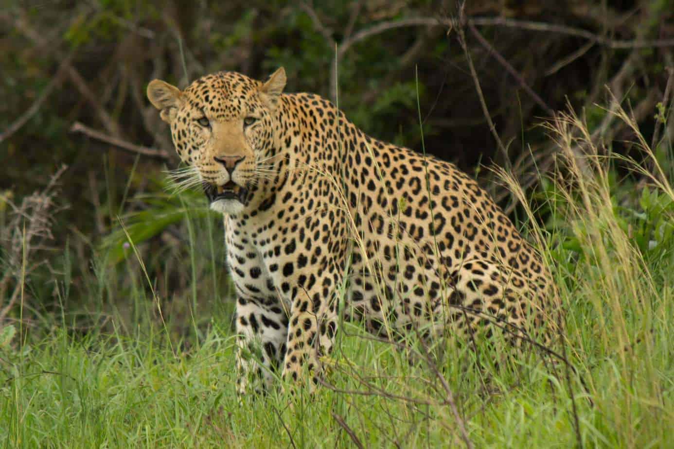 How Not To See A Leopard IMG 0350 2 - How Not To See A Leopard