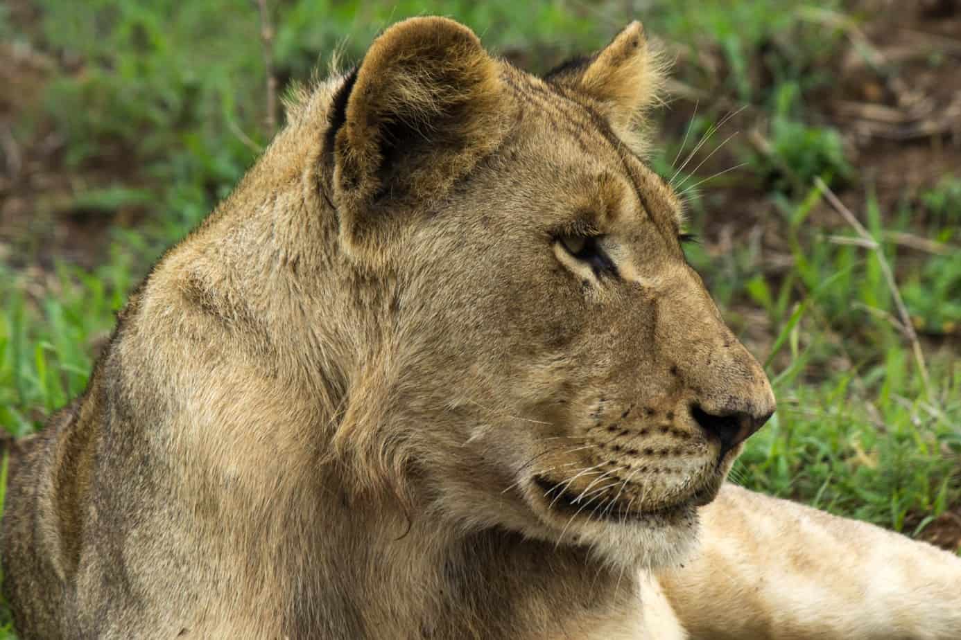 Lion @ Munyawana Game Reserve. Photo: Håvard Rosenlund Lion @ Munyawana Game Reserve. Photo: Håvard Rosenlund