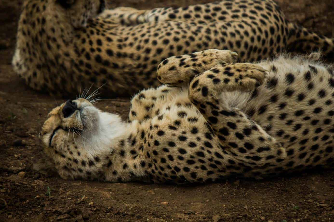Cheetah @ Thanda Private Game Reserve. Photo: Håvard Rosenlund Cheetah @ Thanda Private Game Reserve. Photo: Håvard Rosenlund