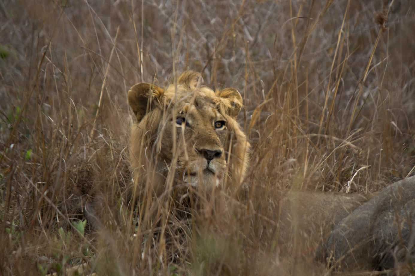 Lion @ Tembe Elephant Park. Photo: Håvard Rosenlund Lion @ Tembe Elephant Park. Photo: Håvard Rosenlund