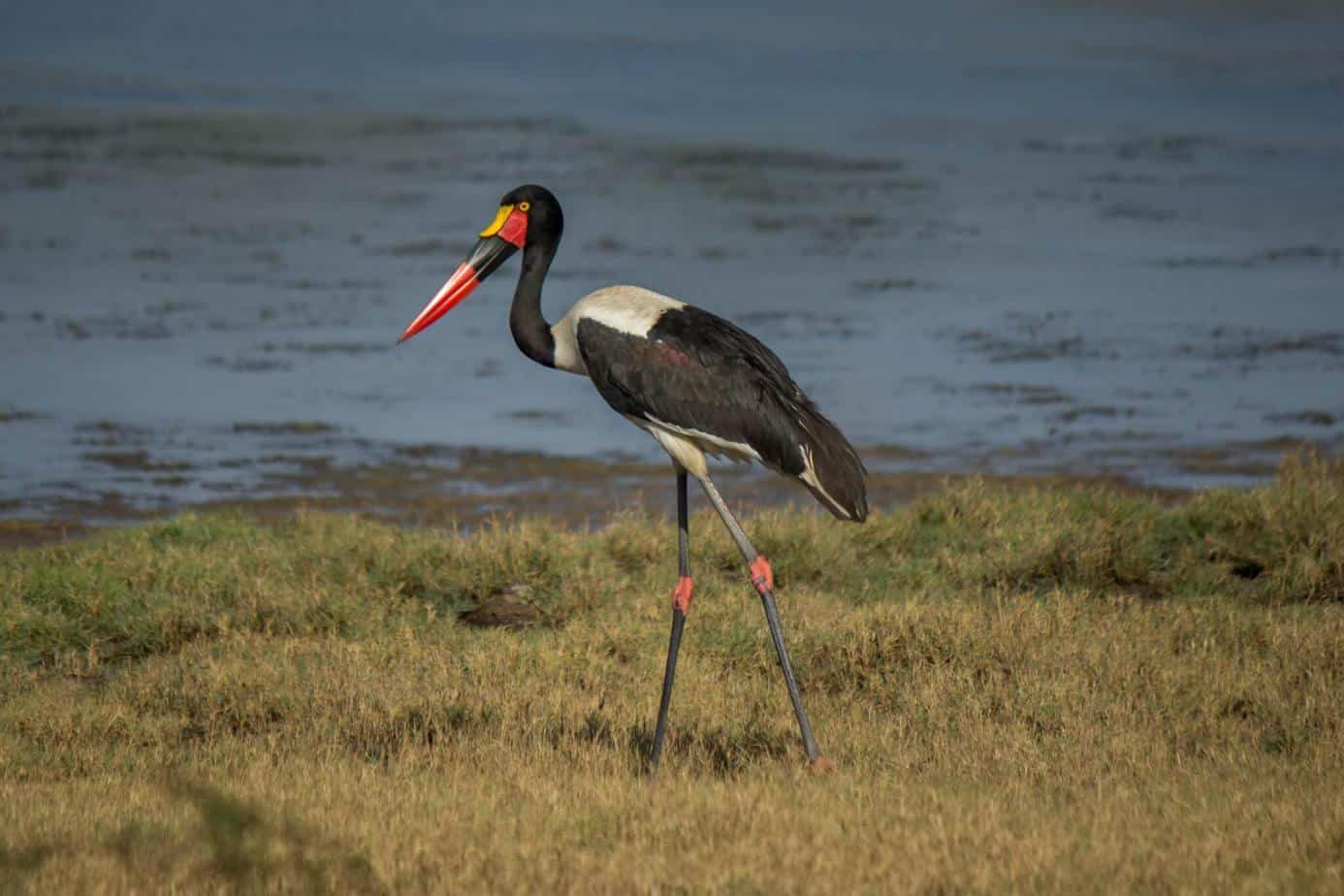 Saddle-billed Stork @ Ndumo Game Reserve. Photo: Håvard Rosenlund Saddle-billed Stork @ Ndumo Game Reserve. Photo: Håvard Rosenlund