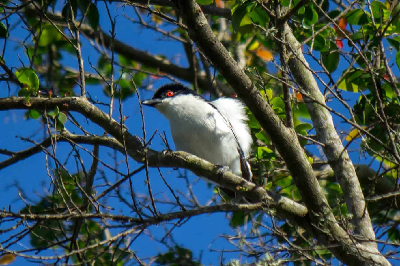 Black-backed Puffback @ Eastern Shores – iSimangaliso Wetland Park. Photo: Håvard Rosenlund Black-backed Puffback @ Eastern Shores – iSimangaliso Wetland Park. Photo: Håvard Rosenlund