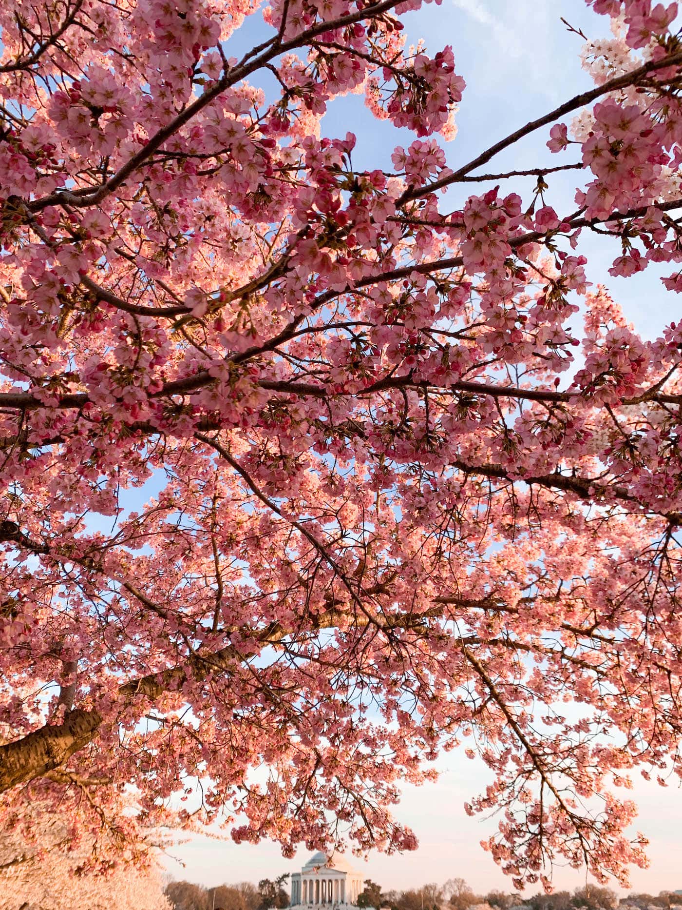 Washington, DC Cherry Blossoms | A Touch of Teal