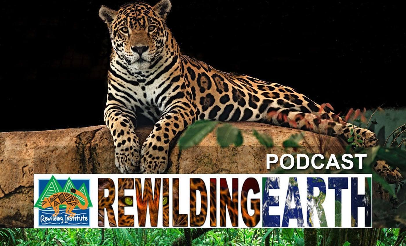 rewilding earth podcast rewilding earth podcast