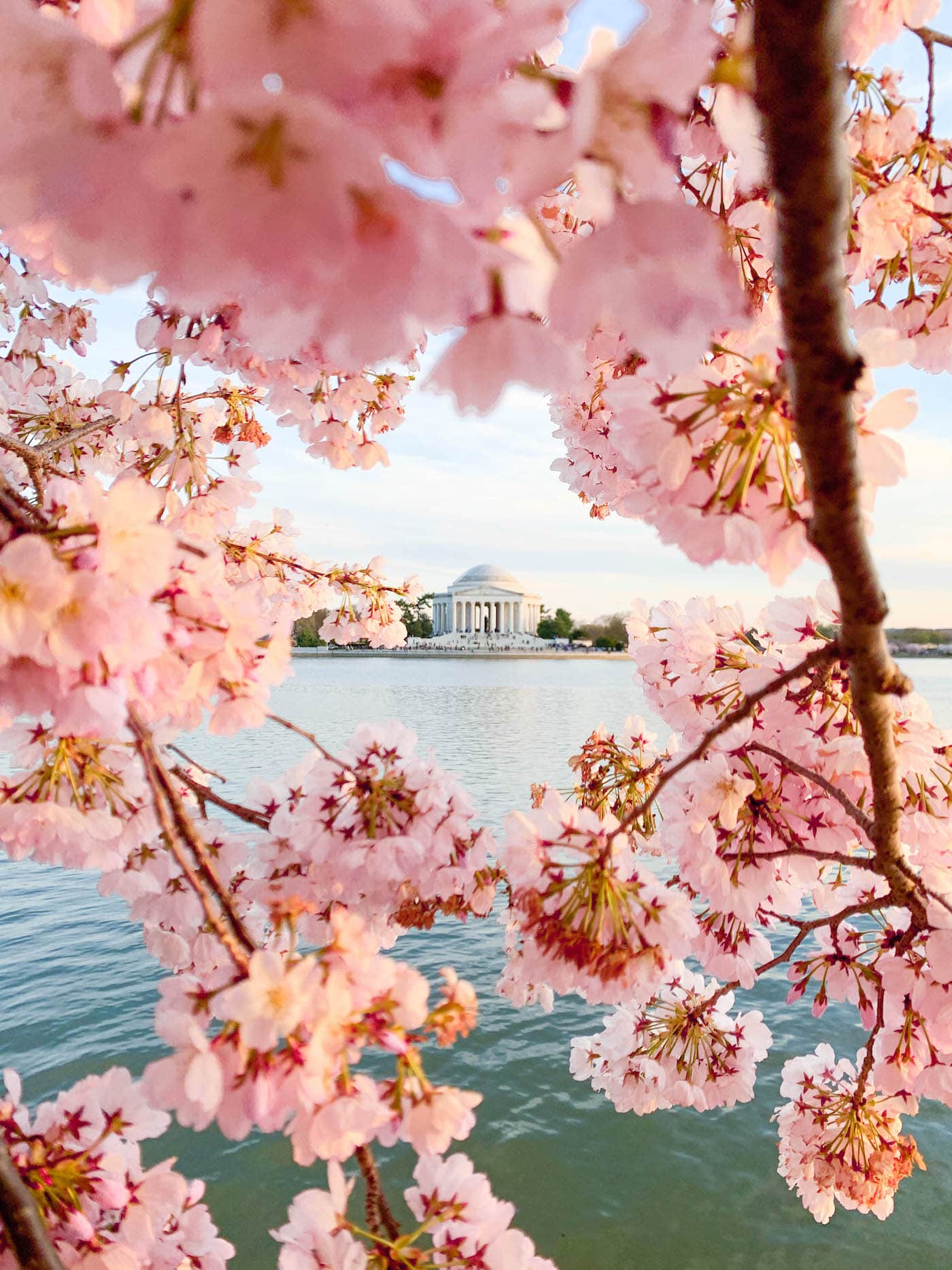 Washington, DC Cherry Blossoms A Touch of Teal