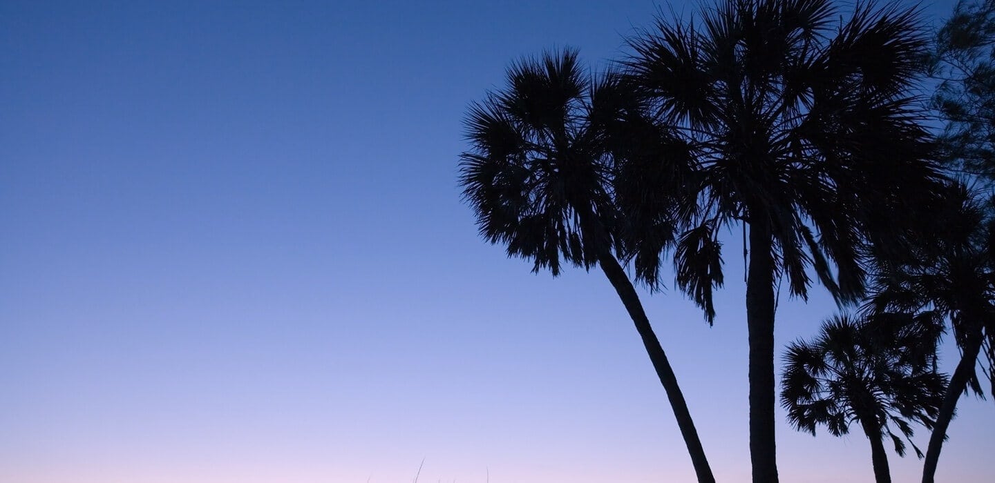 palm trees against sunset in Sarasota, Florida