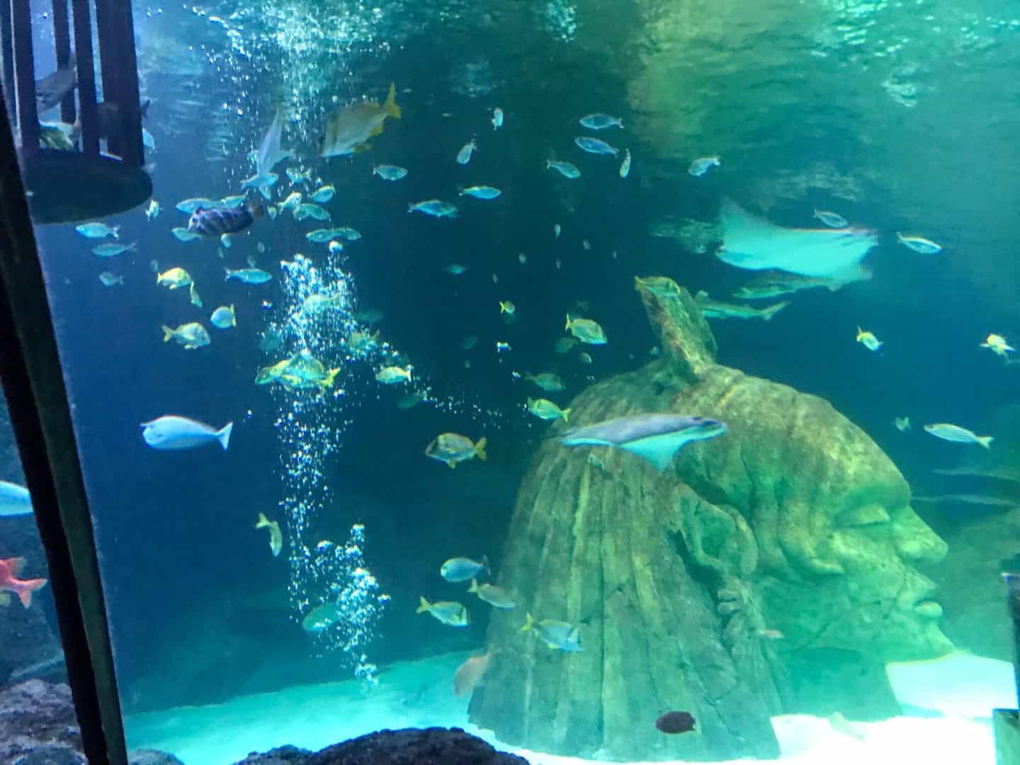 Sea-Life-Manchester-Aquarium