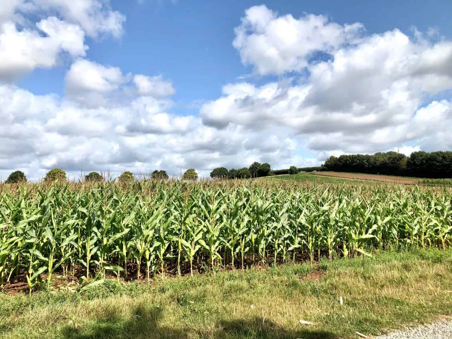 Maize-Field-at-Darts-Farm