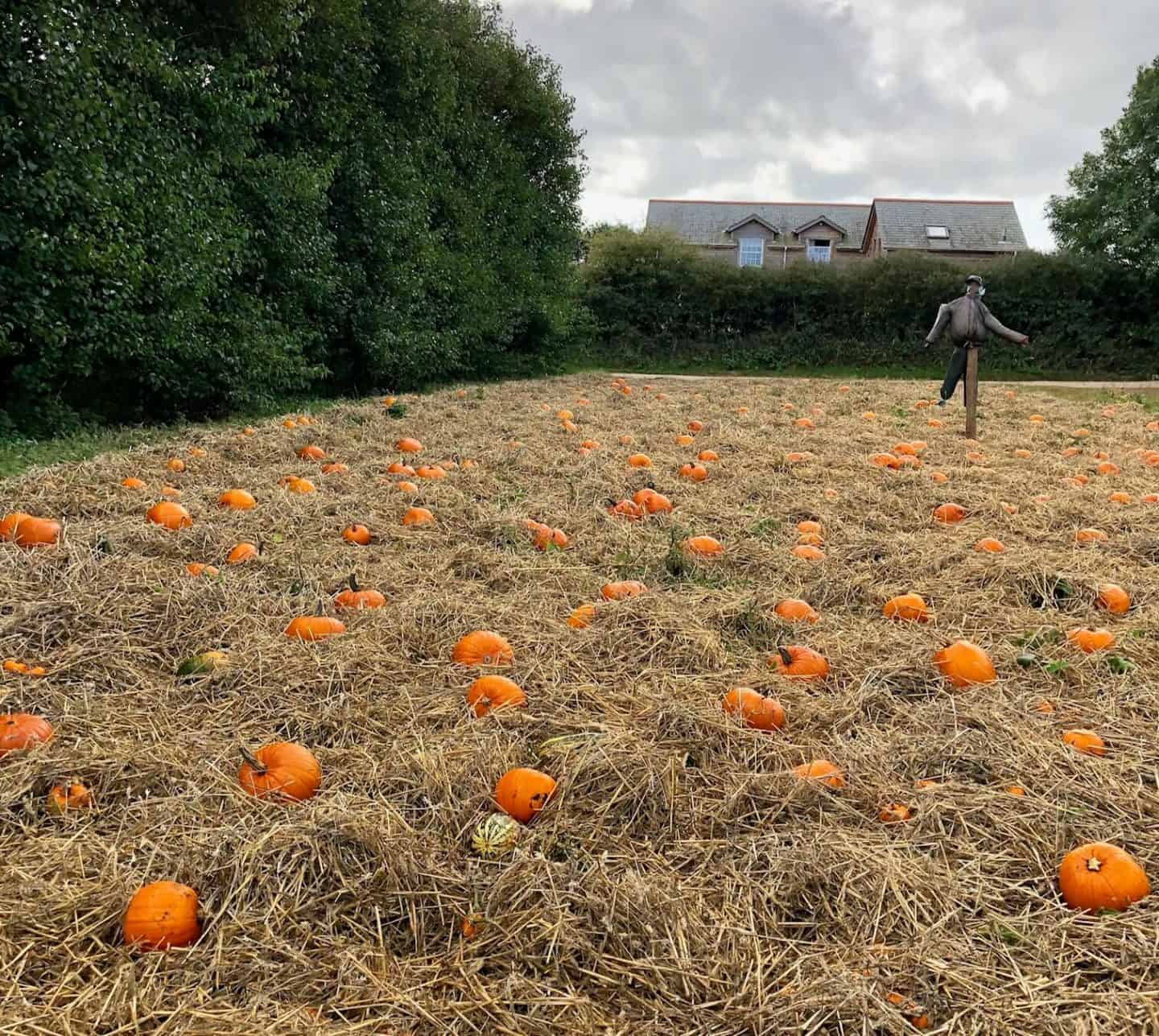 Where to go pumpkin picking in Cornwall and Devon