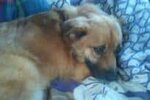 dog laying in bed
