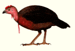 Gambar Burung Maleo Waigeo atau Aepypodius bruijnii Gambar Burung Maleo waigeo atau Waigeo Brush-turkey atau Aepypodius bruijnii