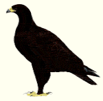 Burung Rajawali totol atau Geater Spotted Eagle atau Aquila clanga Gambar Burung Rajawali totol atau Geater Spotted Eagle atau Aquila clanga