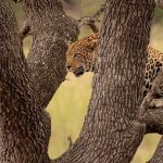 Kruger National Park Kruger National Park