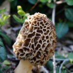 THE COMPLETE GUIDE TO VISTING OR CAMPING IN ILLINOIS STATE PARKS 6_2021 beth macdonald xHwRfau81rE unsplash