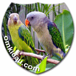 burung nuri tanau