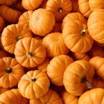 Pumpkin Protein