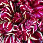 Radicchio Rosso