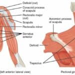 bones of the shoulder girdle and muscles image