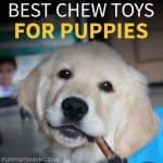 Best Chew Toy For Puppies - Golden Retriever puppy chewing on a bully stick.