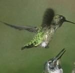 hummingbird dual hummingbird dual