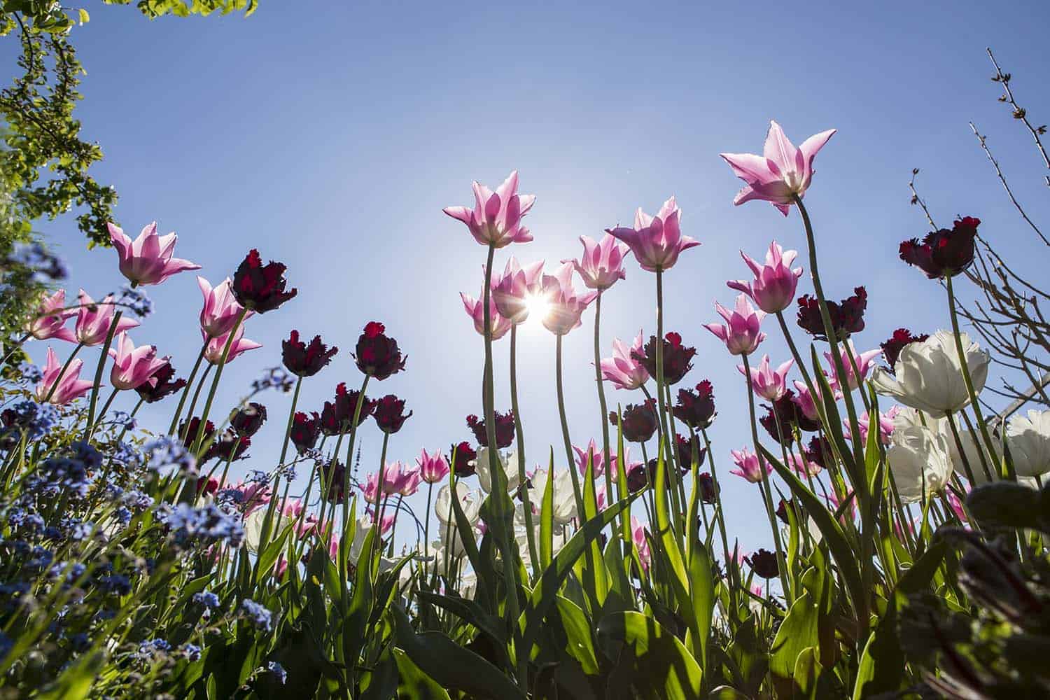 tulpen im Garten