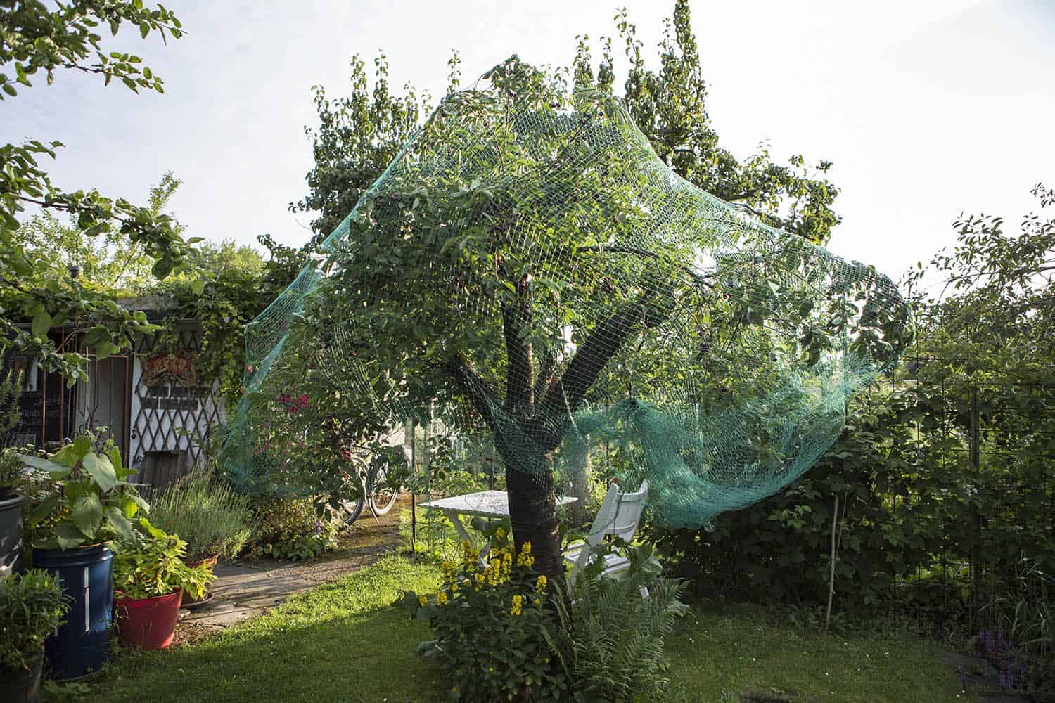 Vogelschutz für Obstbäume und Beerensträucher