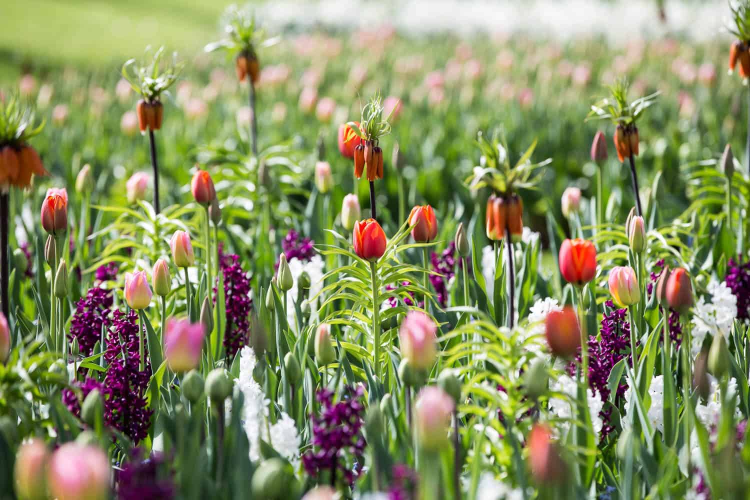 keukenhof tulpenparadies holland